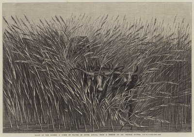 Grass of the Desert, a Scene of Travel in South Africa by Thomas Baines